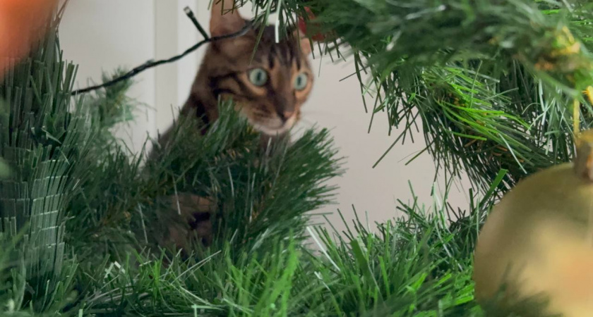 Наряжать елку шарами и мишурой - это уже прошлый век: 3 самых трендовых способа украшения