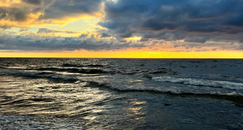 Балтийское море теряет самобытность: биолог раскрыла масштаб вторжения 150 видов-пришельцев