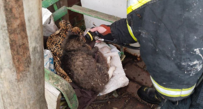В Нестеровском округе спасли кота из горящего дома: пожарные потушили огонь в посёлке Заводское