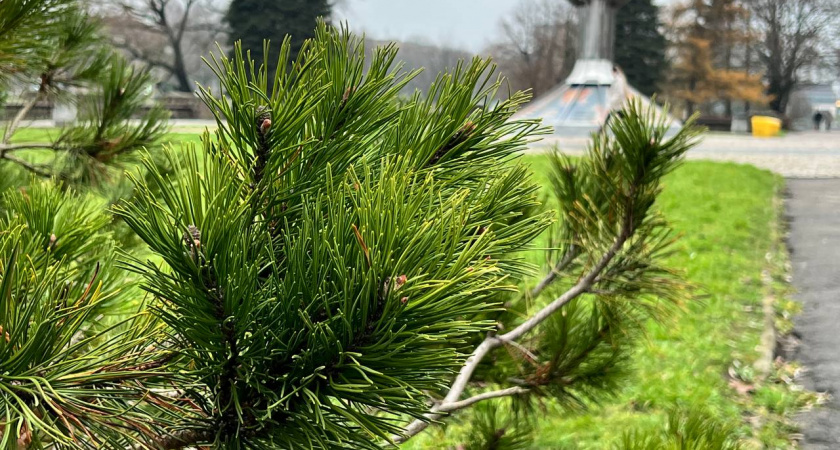 Погода в Калининградской области 9 декабря: синоптики подтверждают, что зима откладывается