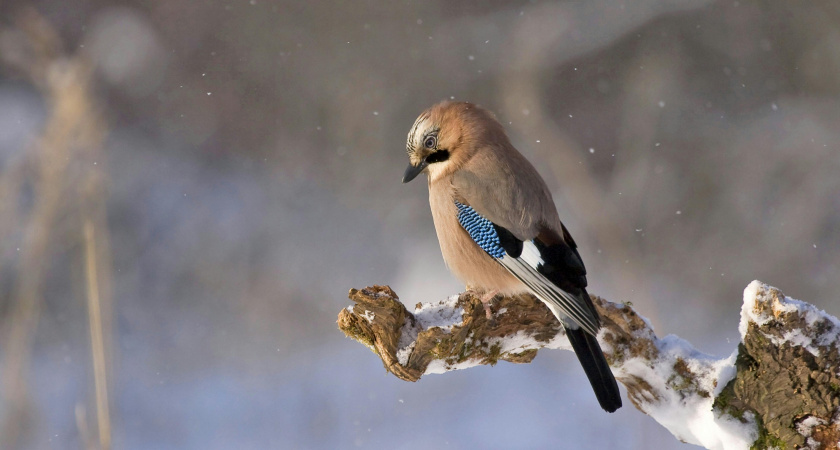 Не повышай голос, вытряхни коврик: народные приметы и запреты на 11 декабря, Сойкин день