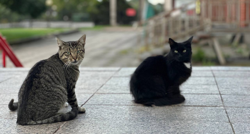 Житель Зеленоградского района в гневе бросил котят об стену на глазах у ребенка — возбуждено уголовное дело