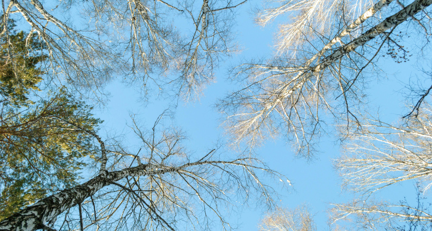 Не суетись, сделай важное: народные приметы и запреты на 15 декабря, День Аввакума