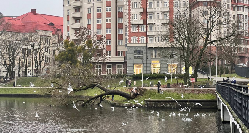 Солнце, тепло и почти без осадков: на следующей неделе Калининград ждет настоящая зимняя передышка