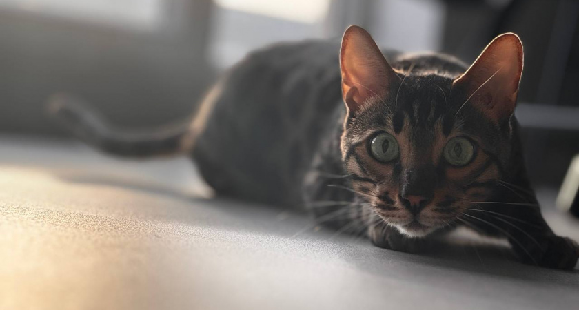 Далеко не все доживут до весны: как уличные кошки выживают в морозы и чем им можно помочь