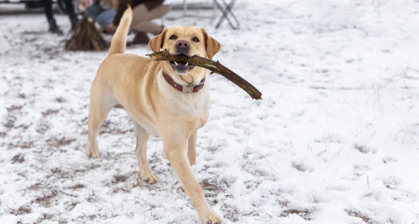 Хромает после снега и соли: что делать с лапками собаки зимой, чтобы не было боли - ветеринар отвечает