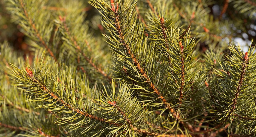 Калининградские ёлочные базары: сколько стоят новогодние деревья и где купить