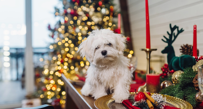 Каждый Новый год одно и то же: почему собаки боятся фейерверков и как помочь им за 5 шагов