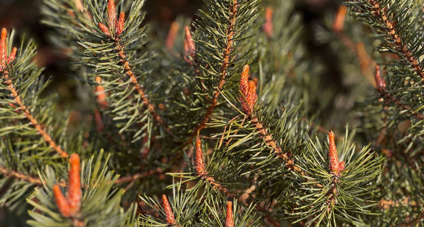 Клещи на праздник: живые новогодние елки принесли неприятный новогодний сюрприз - кровососы активизировались