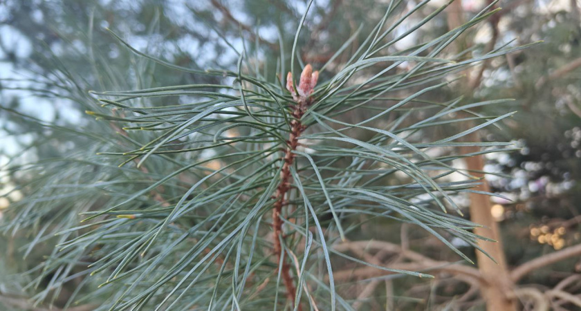 Зеленоградск призвал жителей не выбрасывать новогодние ёлки под окна соседям