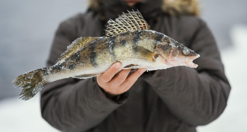 Календарь рыболова на январь 2026: лунные фазы и секреты опытных ловцов
