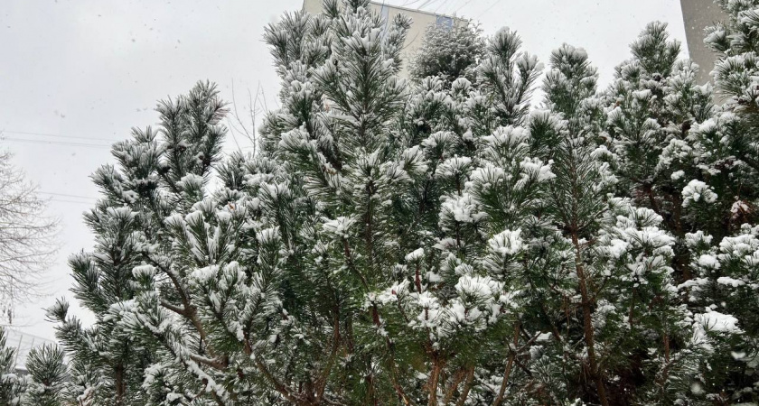 Погода в Калининградской области на Новый год: что ждать на стыке 2025 и 2026 - дождь или снег