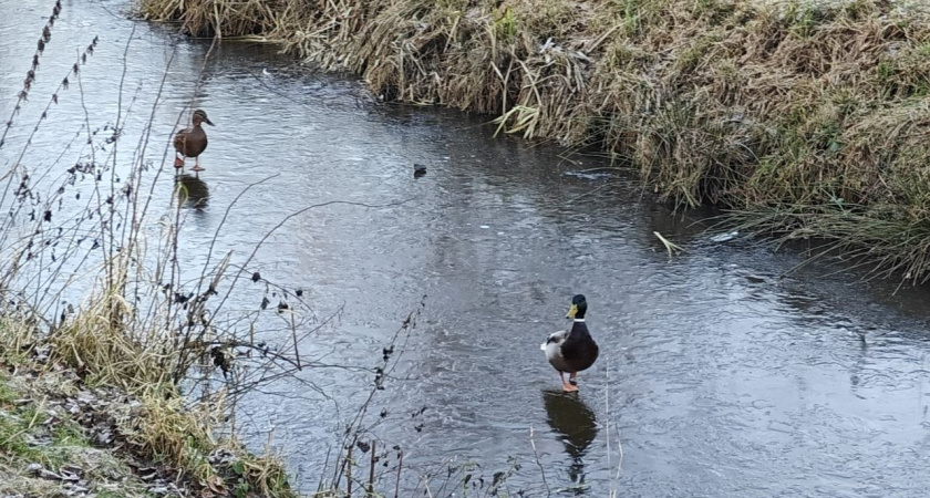 Калининград замерзнет или потеплеет: какой погоды ждать в Калининграде и городах области в пятницу, 26 декабря