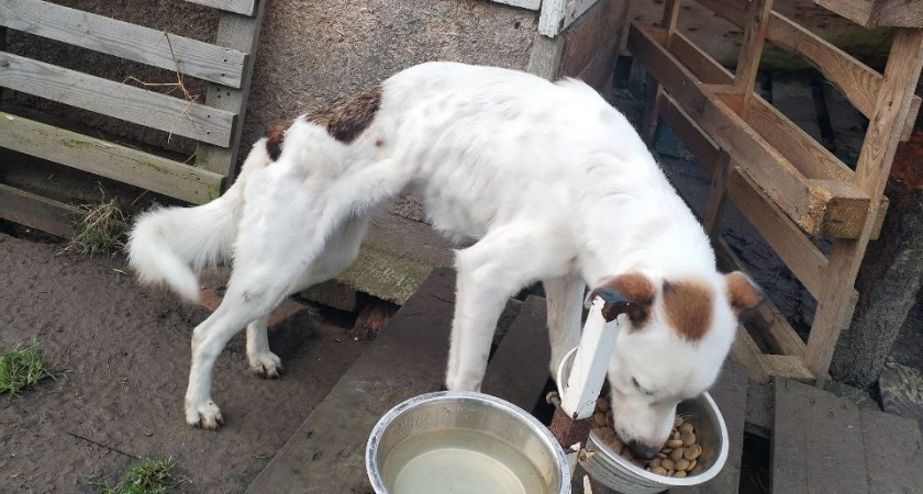 50 собак на грани жизни: беда в калининградском приюте "Счастливые хвостики" - животные месяц были без еды и воды