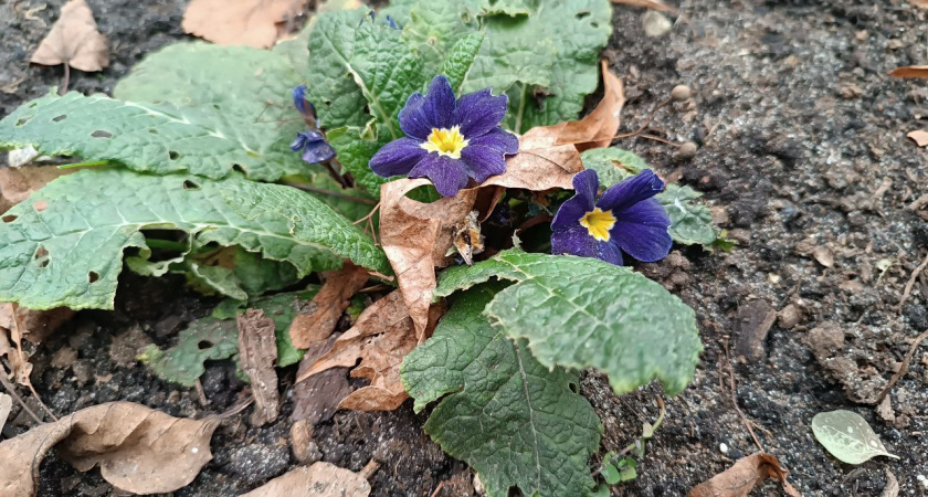 Калининградская зима перепутала сезоны: в декабре распустились примулы и розы