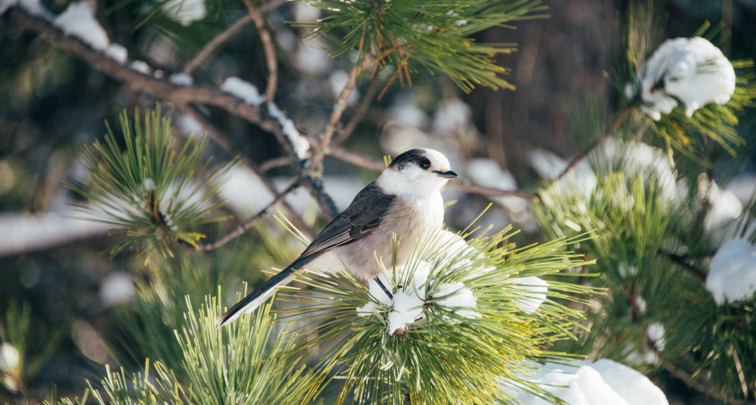 Не спеши и не спорь, но заверши старое: народные приметы и запреты на 28 декабря