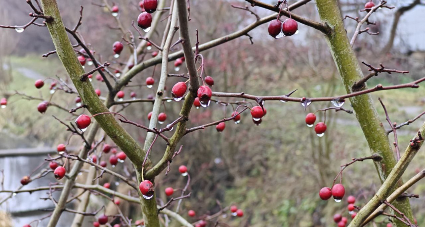 Ждем снег на Новы год: синоптики пообещали по-настоящему зимнюю погоду в Калининградской области, все начнется в понедельник 