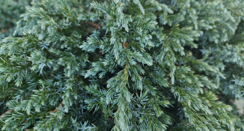 Почему в доме полезно ставить именно живую ель или сосну: немецкие врачи все подробно объяснили