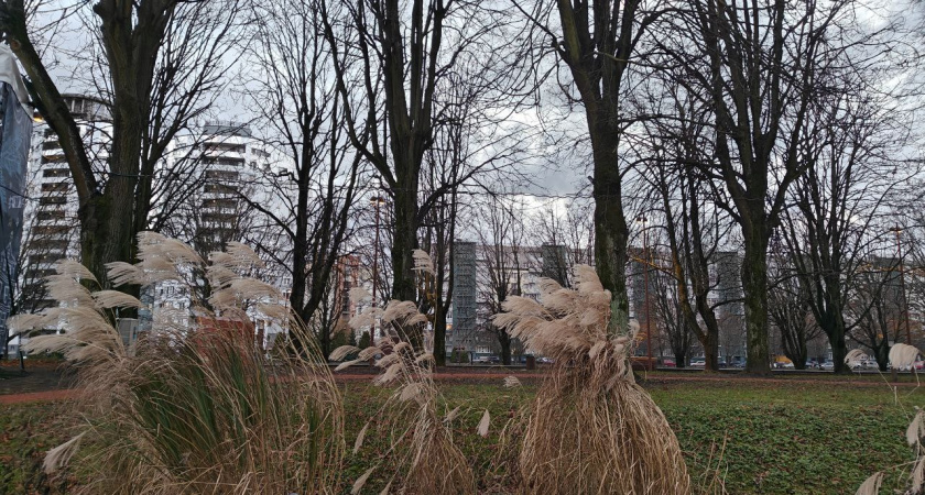 МЧС Калининграда предупреждает о штормовом ветре в предновогодье - порывы до 28 м/с
