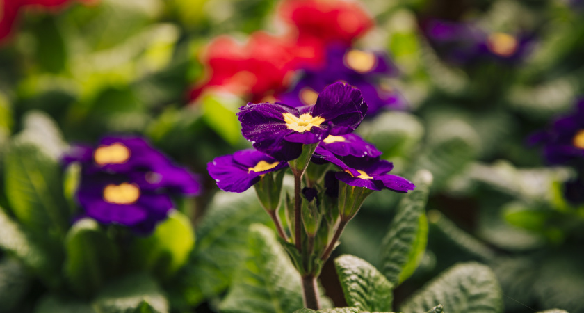 С 1 января по 28 февраля фиалке — обязательно: как разбудить бутоны с помощью снега за 2 дня