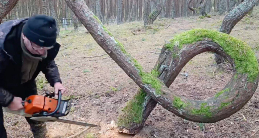 В Калининградской области срубили символ Танцующего леса на Куршской косе - что будет с легендарным деревом