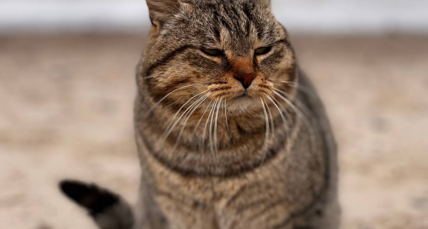 Калининградский Россельхознадзор нашел нарушения в "Сытой Мордочке"