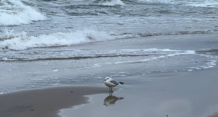 Погодная картина первого дня Нового года: что ждет города Калининграда и области 1 января