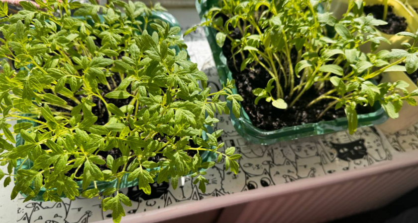 Дачники в январе скупают семена пачками: агроном назвала перспективный сорт томатов – выдает плоды по 500 гр. и не болеет