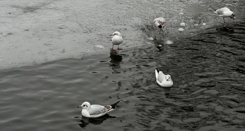 Зима снова берет свое: какие погодные изменения ждут Калининградскую область