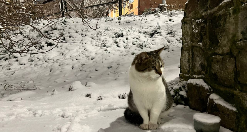 От салатов до салютов: почему новогодние каникулы в Калининграде стали горячей порой для ветеринаров и их пациентов