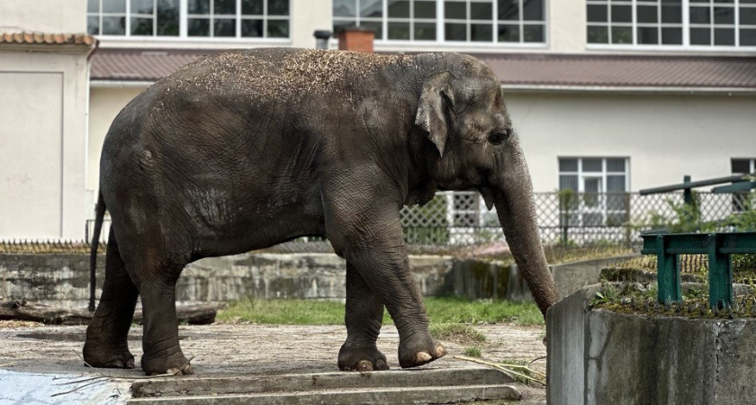 Слониха Преголя временно отдыхает от посетителей: что случилось с любимицей Калининградского зоопарка