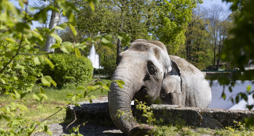 Прогноз неутешительный: в Калининградском зоопарке рассказали о тяжелом состоянии слонихи Преголи