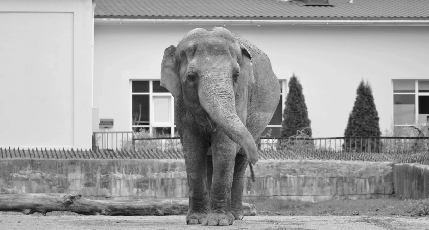 Преголя ушла: в Калининградском зоопарке сообщили о смерти слонихи