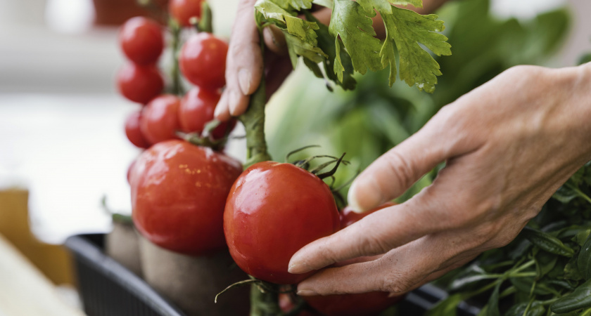 Плоды по 350 граммов, а сам томат сладкий без кислоты: почему дачники в 2026 году все чаще выбирают «Буденовку»