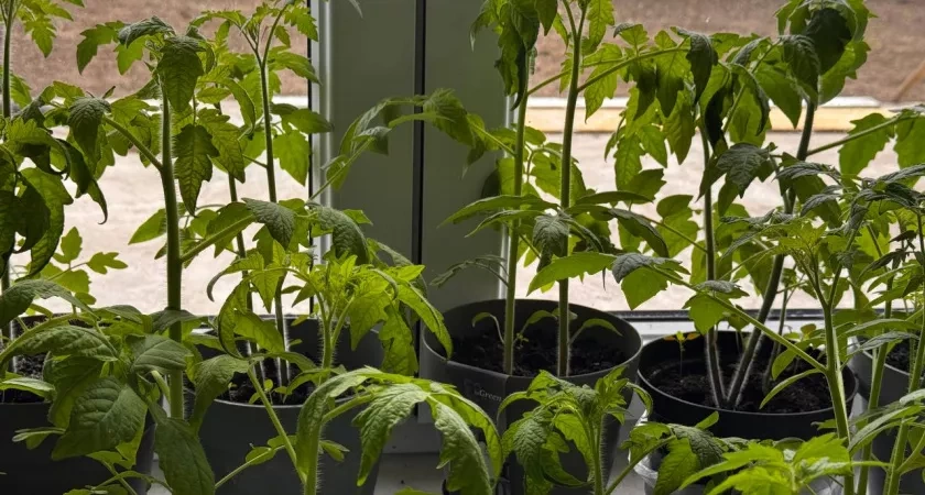 Сейте в январе эти культуры – соберете урожай на месяц раньше соседей: хитрость опытных огородников