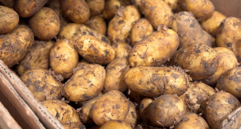 Храню картошку до июля без погреба: не гниет, не вянет, не чернеет: корнеплоды как будто только что с грядки