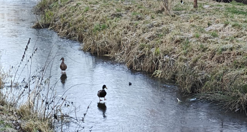 9 сантиметров — не предел: почему выход на замерзшие водоемы Калининградской области может стать роковым