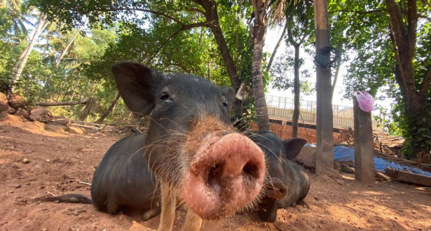 Возвращение блудного кабана: в Зеленоградске вновь увидели звездного «порося» из соцсетей