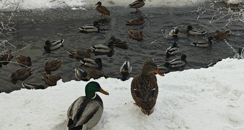 Снег, ветер и морозы: погода в Калининградской области резко испортится в субботу,будьте осторожны