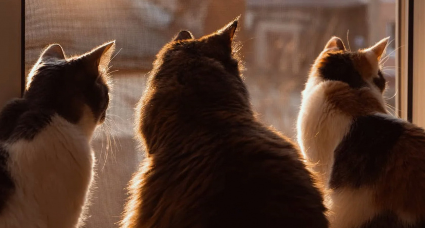 Трагедия в «Добром сердце»: после пожара в Калининграде пропали шесть кошек, включая инвалида — срочный сбор на лекарства