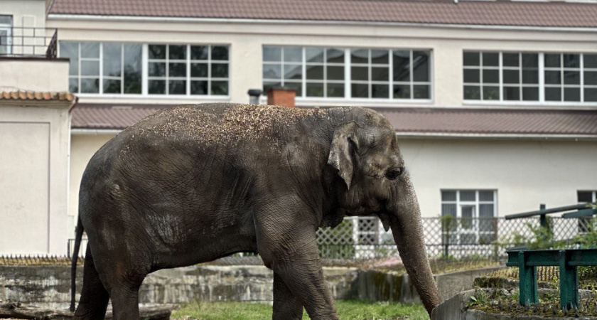 В Калининградский зоопарк больше не привезут слона? Почему директор категорически против этой идеи