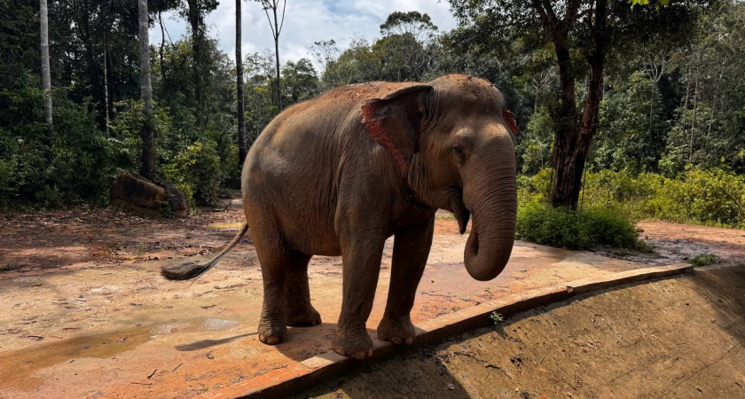 Слоны могут вернуться в Калининград, но только при одном важном условии - нужна почти миллиардная сумма