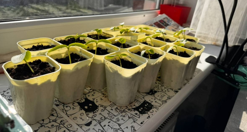 В феврале беру именно эту тару - и рассада прет как на дрожжах: забыла о чахлых ростках и плесени на подоконнике
