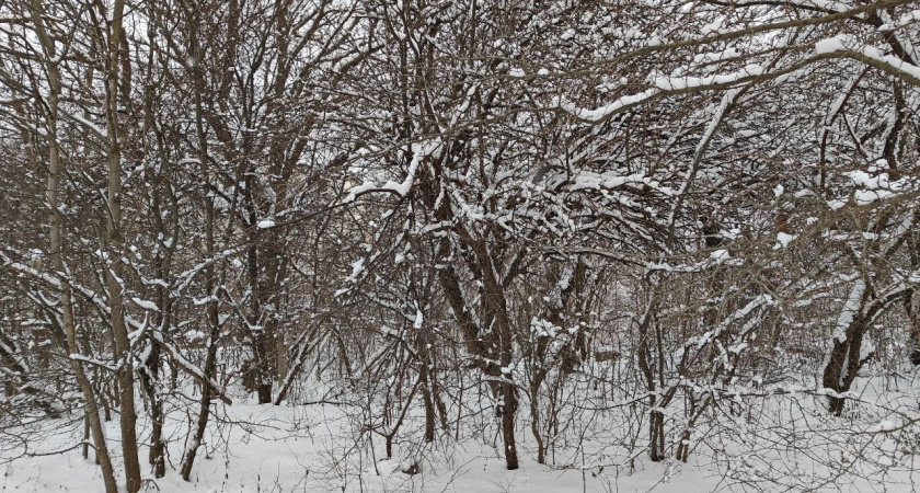 Морозы крепчают: каких капризов погоды ждать Калининграду и городам области во вторник, 13 января