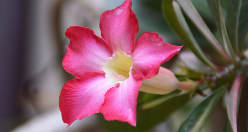 Как заставить декабрист цвести шапкой: 2 приема, о которых редко рассказывают даже в цветочных магазинах