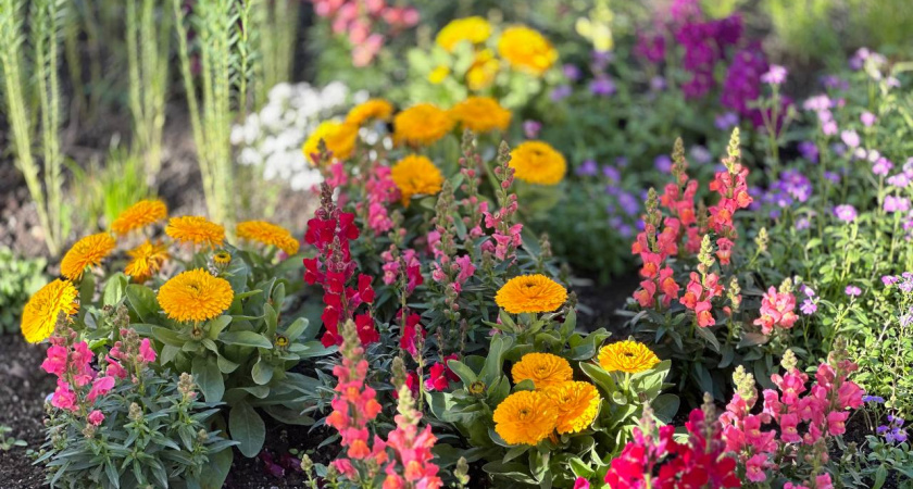 Посевы цветов с 15 января: берем эту рассаду и летом клумбы цветут как в королевском саду — без пауз в разгар сезона