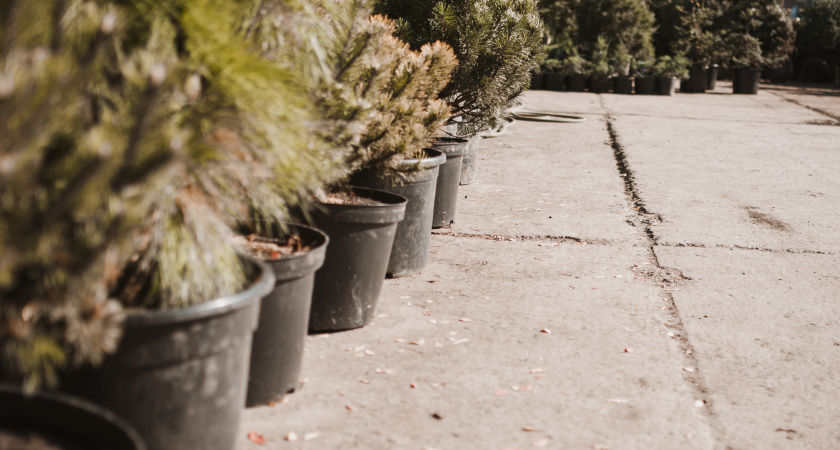 Заливаю «сыпучий» бетон — дорожки крепче брусчатки и не скользят: способ, который сейчас выбирают вместо плитки