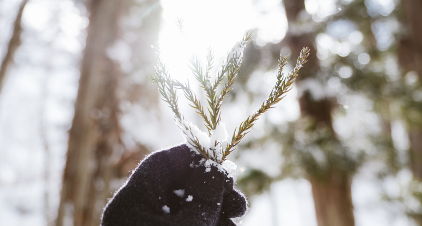 Гороскоп друидов: с 14 января боги выбрали фаворитов — удача придёт внезапно