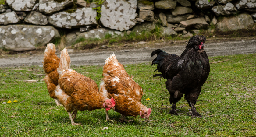 Не наказывай кур, береги слова: народные приметы и запреты на 15 января