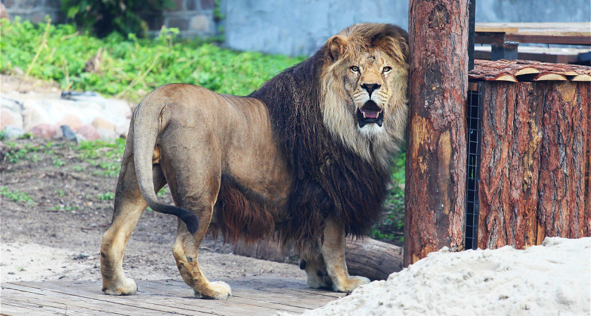 В Калининградском зоопарке рассказали о семейных трудностях львов Тиграна и Леи - как им мешает поведенческий шок